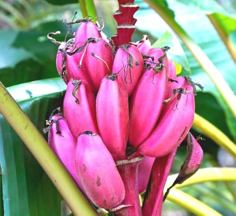 Pink banana Musa velutina seeds for tropical garden